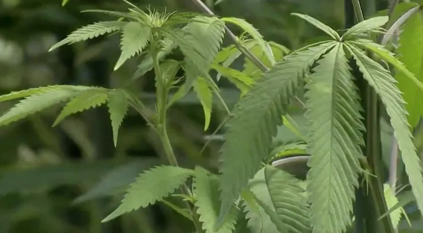 marijuana